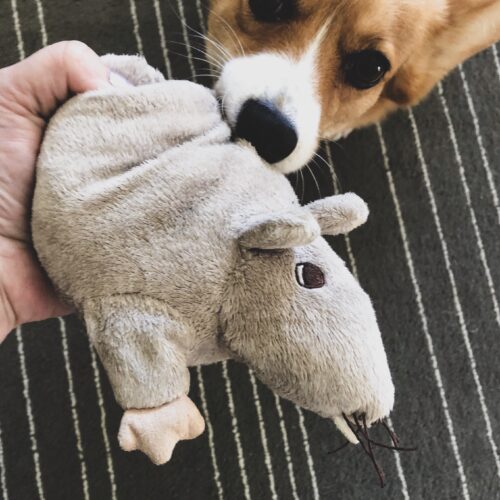 How to: Safely Bring Home Shelter Dog