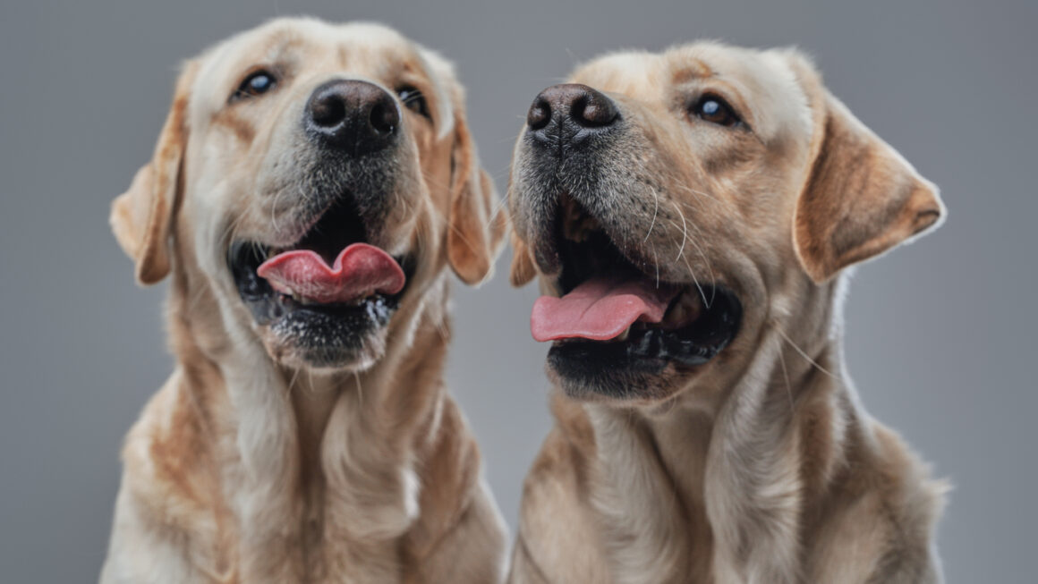 Portrait of two labrador retriever dogs posing together Are They Getting the Care They Deserve?