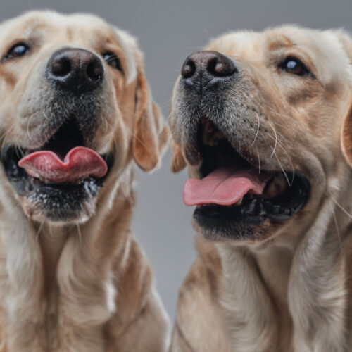 Are They Getting the Care They Deserve?